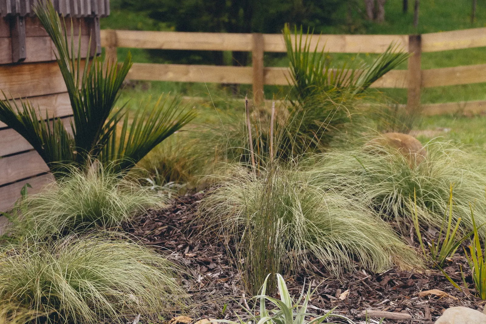 Native grasses and planting by a post-and-rail fence