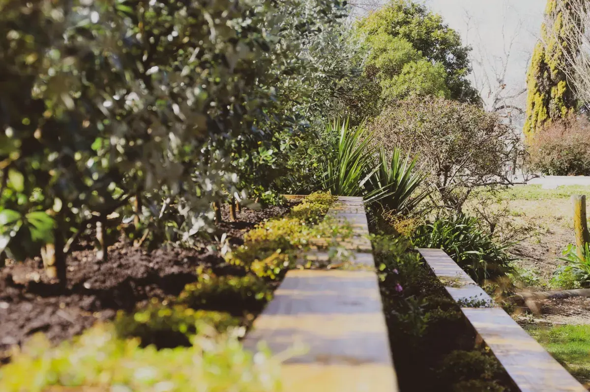 Timber-edged garden path and planting